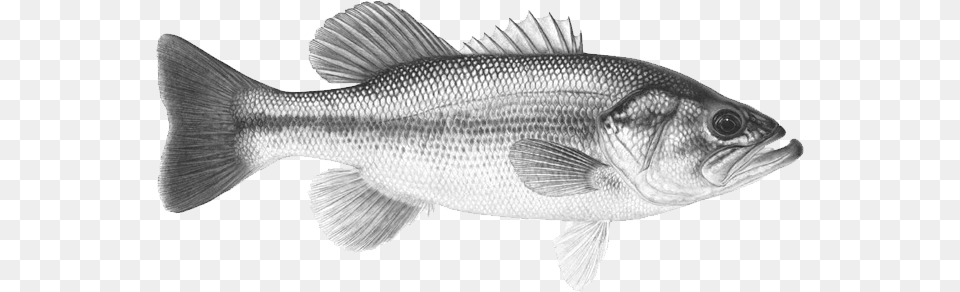 Where To Find It Largemouth Bass, Animal, Fish, Sea Life, Perch Free Png