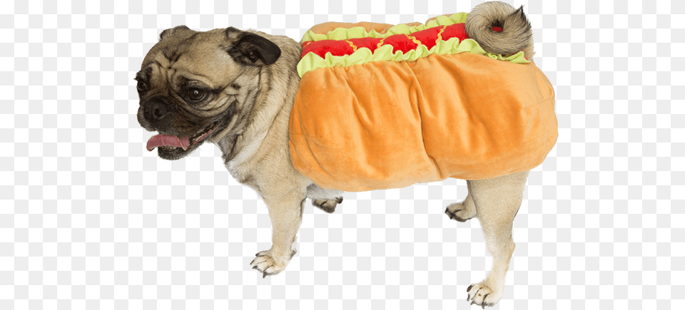 Wheres Waldo Halloween Costume X Weiner Dog Guy Ideas Dog In Hotdog Costume, Animal, Canine, Mammal, Pet Free Transparent Png