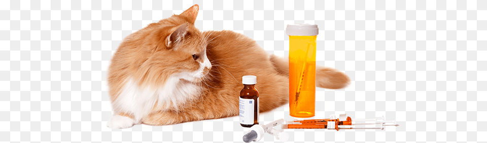 Whether Pet Medications, Glass, Cat, Animal, Mammal Free Png Download