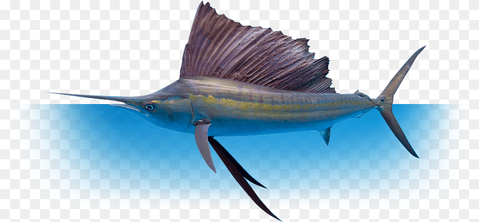 Whether You Re Fishing With Family And Friends Or Deep Sea Fishing, Animal, Fish, Sea Life, Swordfish Free Png Download