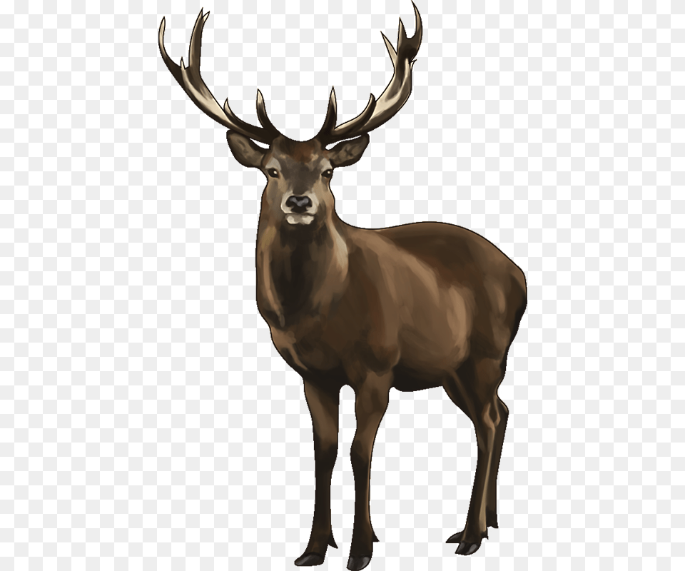 Which Animals Can You Name, Animal, Deer, Elk, Mammal Png