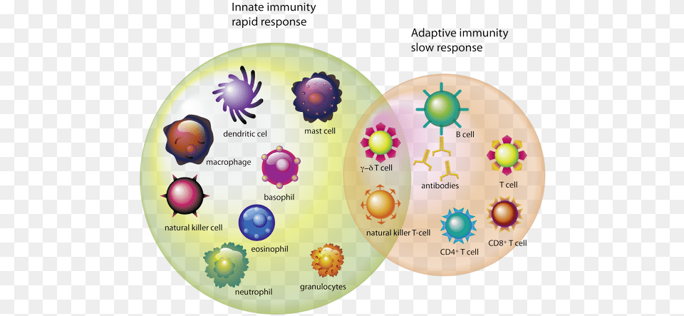 Which Cells Types Of Cells Immune System, Sphere, Disk, Diagram Free Png Download