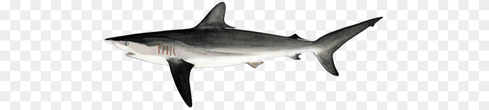 Which Sharks And Rays Were Listed, Animal, Fish, Sea Life, Shark Png Image