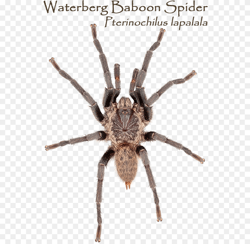 Which Way Round Do The You Want Your Mug Brachypelma Vagans, Animal, Invertebrate, Spider, Insect Png Image