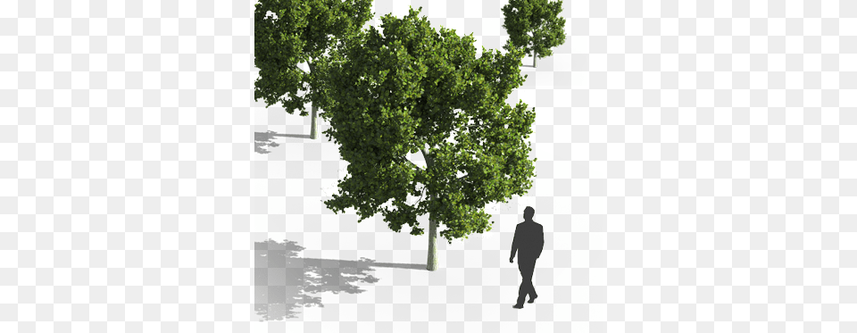 While Highly Detailed Models Are Nice Their Size Can Cinema, Plant, Tree, Sycamore, Oak Png Image