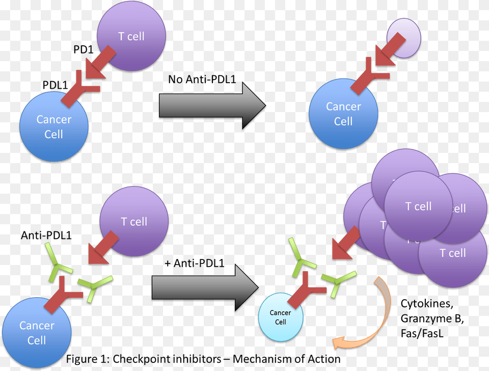 While Most Cancer Immunotherapy Strategies Target The Immunotherapy, Sphere, Berry, Food, Fruit Png Image