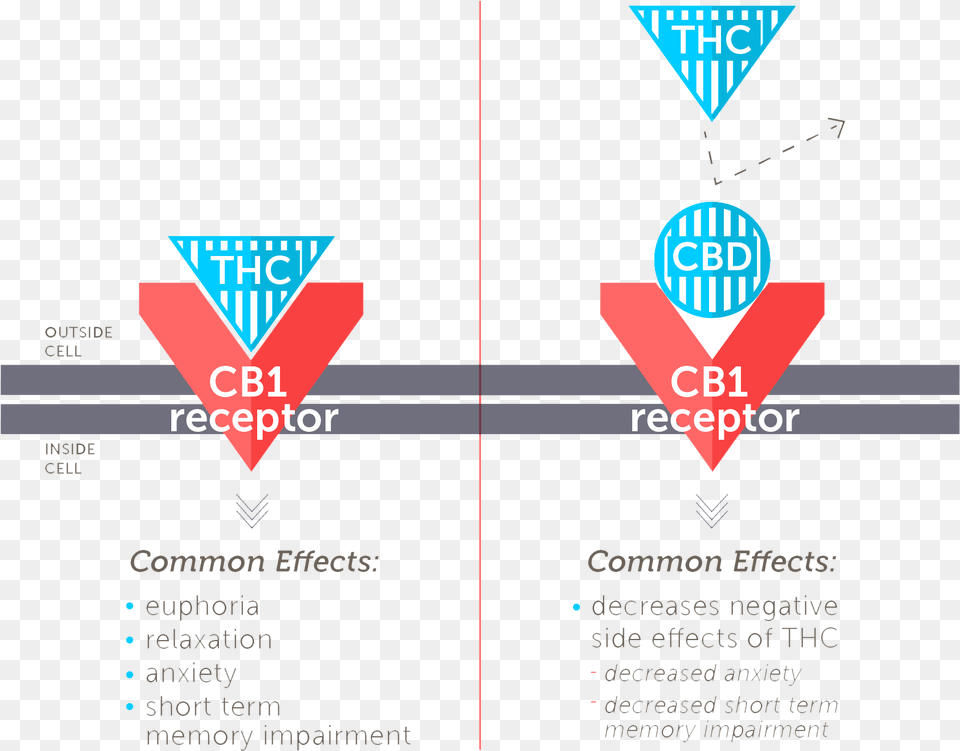 While Thc Has A High Affinity For Cb 1 Cbd Does Not Faah Cbd, Advertisement, Poster, Text Free Transparent Png