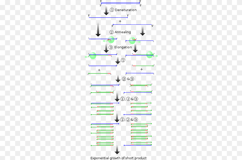 While There Have Been A Few Methods Used In The Past Ciclo De Pcr, Light, Cutlery, Spoon Free Png