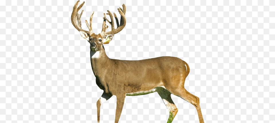 While We Enjoy Raising Deer Our Real Purpose Is To Elk, Animal, Antelope, Mammal, Wildlife Free Png