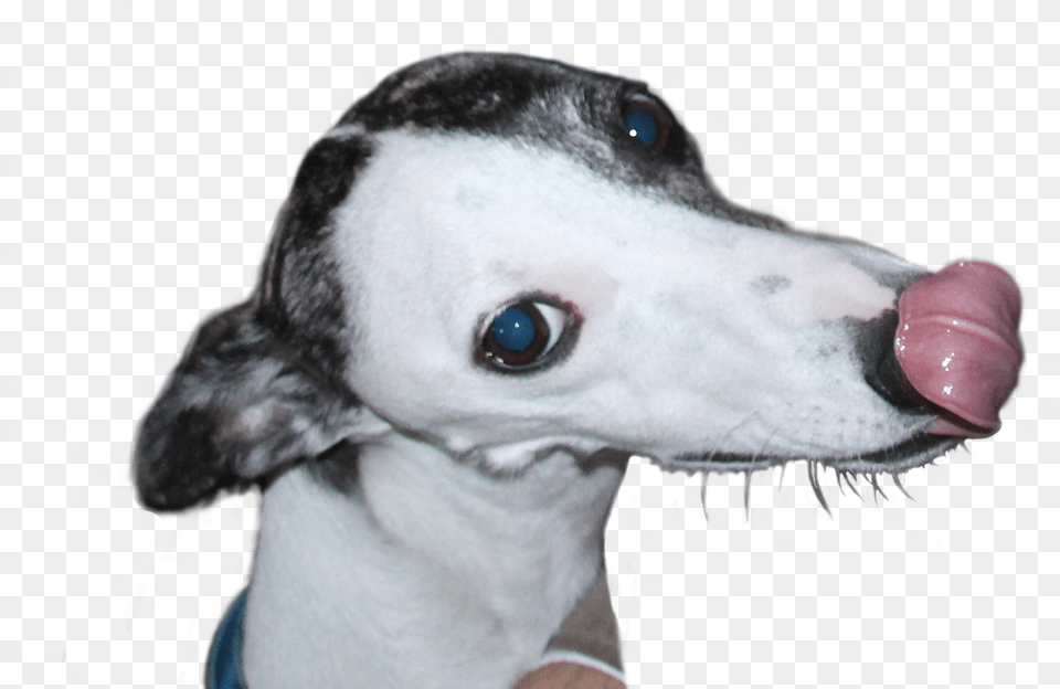 Whippet, Animal, Canine, Dog, Mammal Free Transparent Png