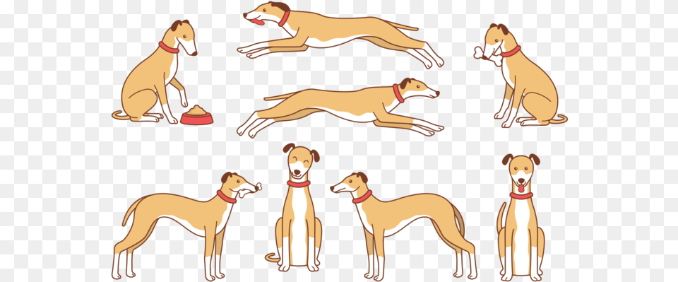 Whippet Cartoon Vector Longdog, Animal, Reptile, Dinosaur, Pet Free Transparent Png