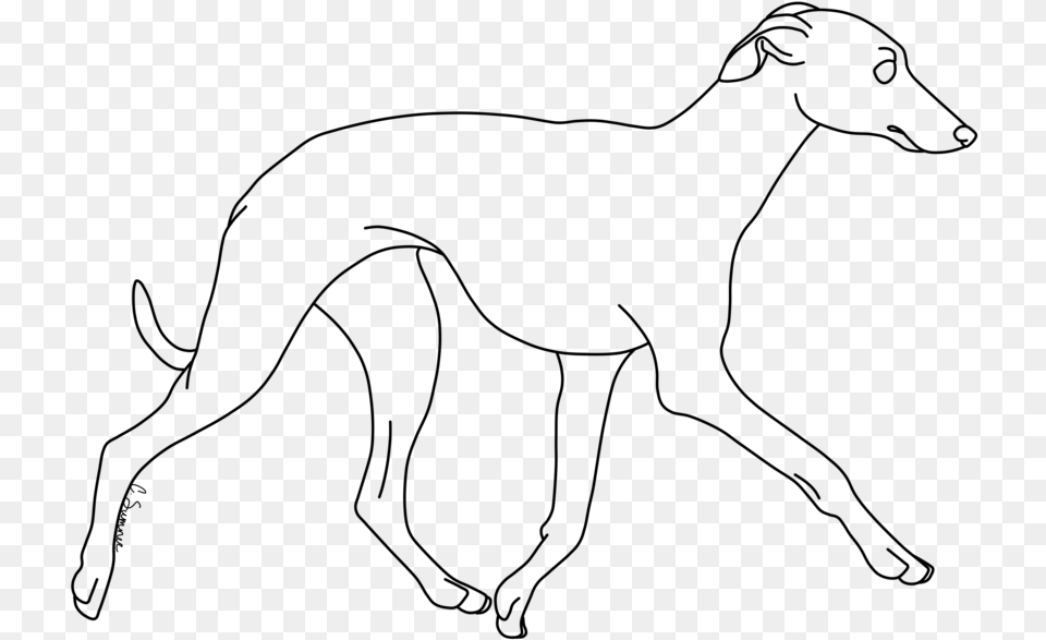 Whippet Italian Greyhound Line Art Dog Breed Drawing Whippet Line Drawing, Gray Free Png Download