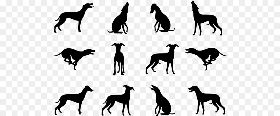 Whippet Silhouettes Vector Italian Greyhound Silhouette, Gray Free Transparent Png