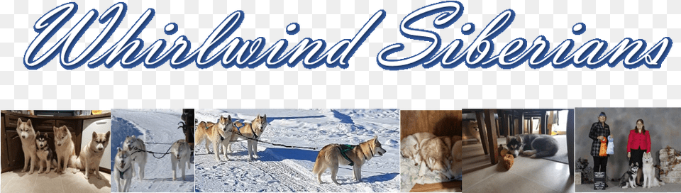 Whirlwind Siberians, Outdoors, Nature, Animal, Pet Free Png Download