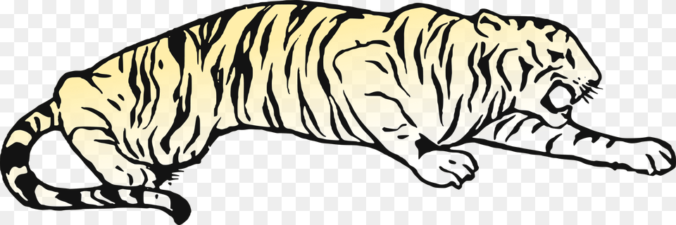 Whiskers Cat Golden Tiger Bear Bengal Tiger, Animal, Lion, Mammal, Wildlife Free Png Download