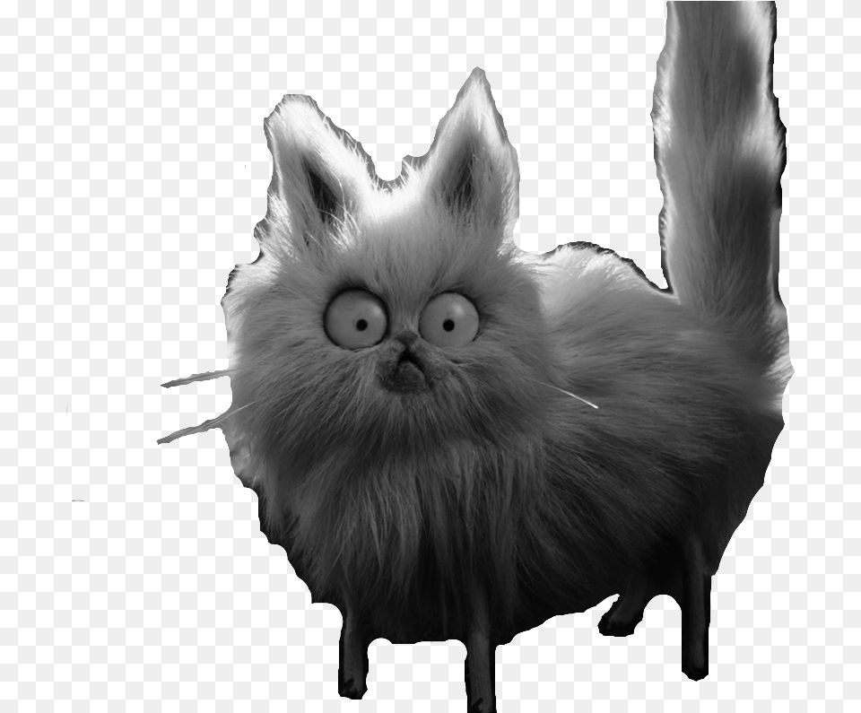 Whiskers Pomeranian, Angora, Animal, Cat, Mammal Free Png