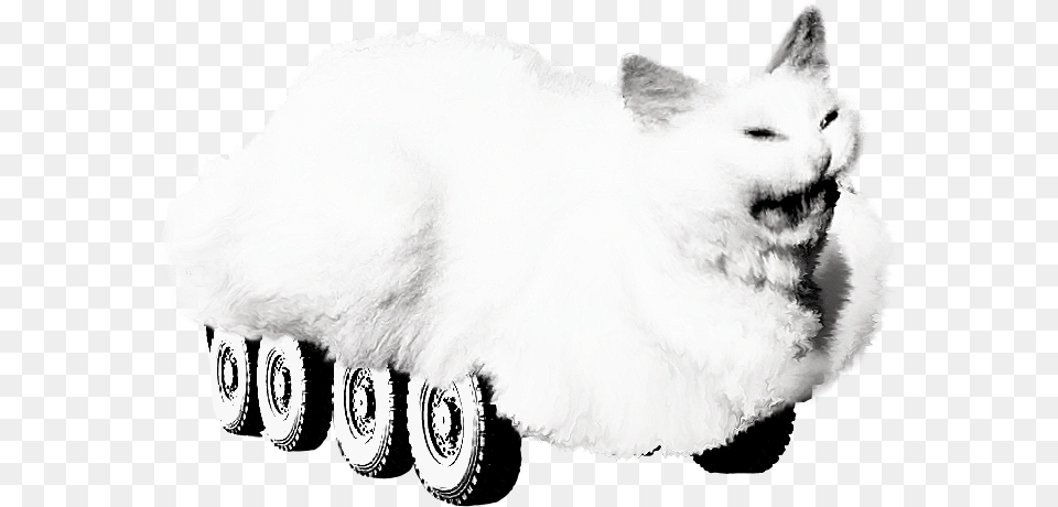 Whiskers White Black And White Whiskers Cat Yawns, Machine, Wheel, Pet, Mammal Free Transparent Png