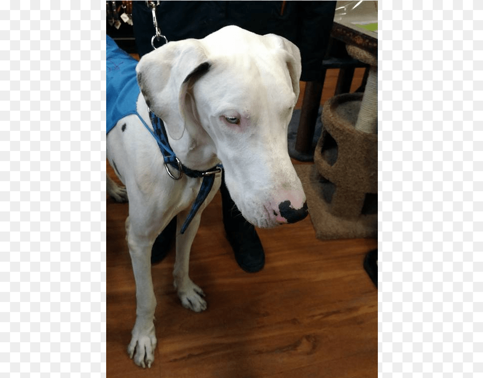 Whisper Is A Great Dane Found Starving On The Streets Dog, Hardwood, Wood, Animal, Canine Png