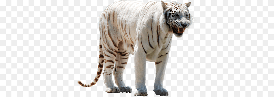 White Animal, Mammal, Tiger, Wildlife Free Png Download