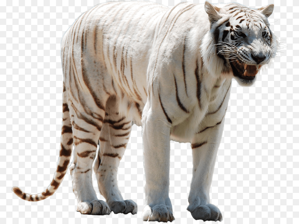White Animal, Mammal, Tiger, Wildlife Png