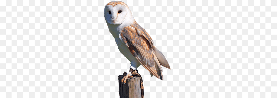 White Animal, Bird, Owl, Beak Png Image