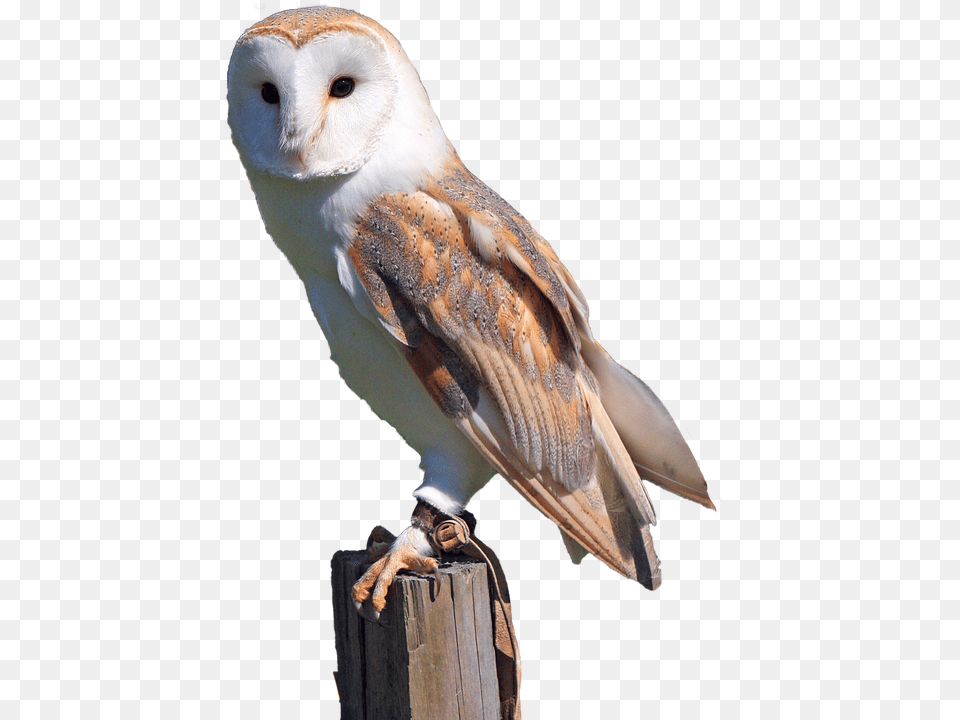 White Animal, Bird, Owl, Beak Free Transparent Png