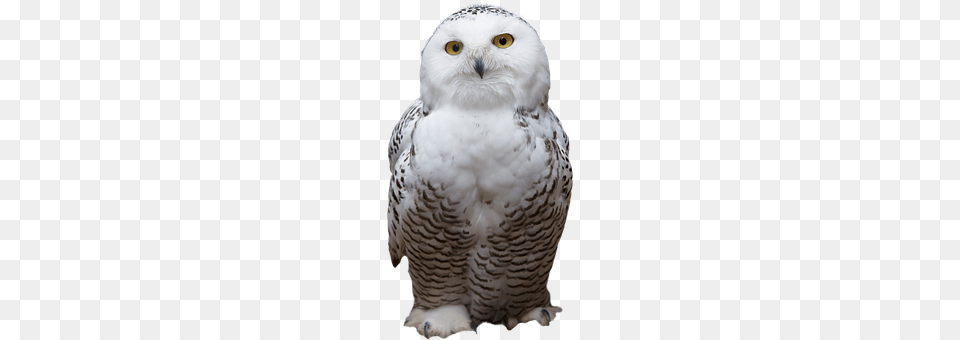 White Animal, Beak, Bird, Owl Free Png Download