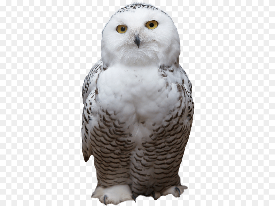 White Animal, Beak, Bird, Owl Free Transparent Png