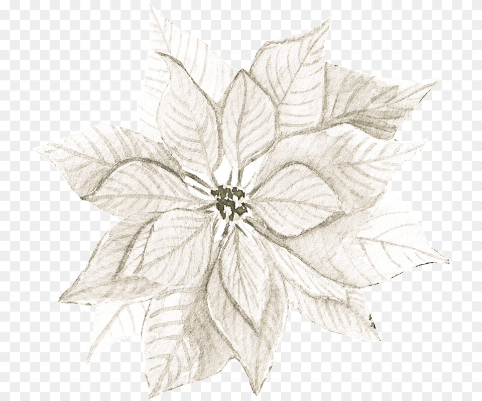 White, Leaf, Plant, Dahlia, Flower Free Png Download