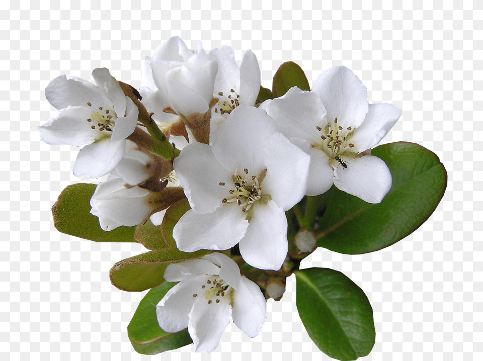 White Flower, Plant, Pollen, Geranium Png Image
