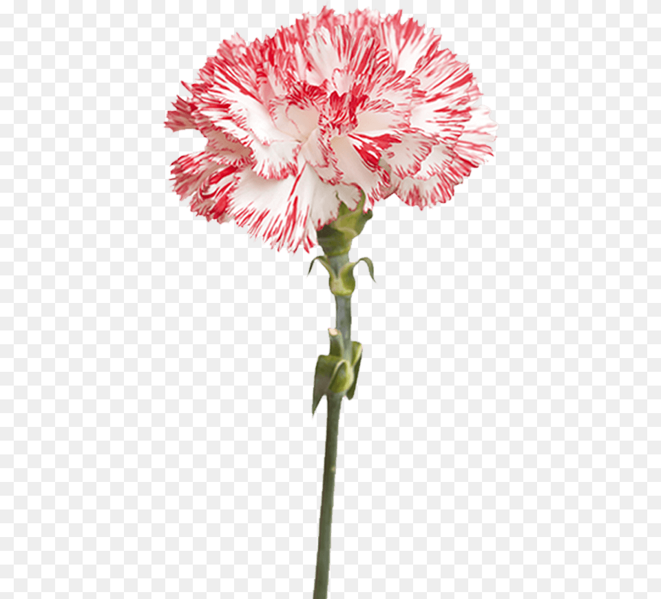 White, Carnation, Flower, Plant Free Transparent Png
