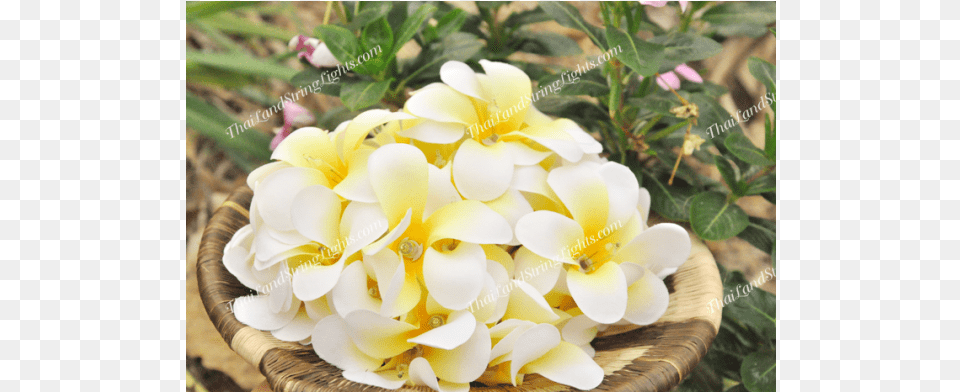 White, Flower, Flower Arrangement, Flower Bouquet, Petal Png Image