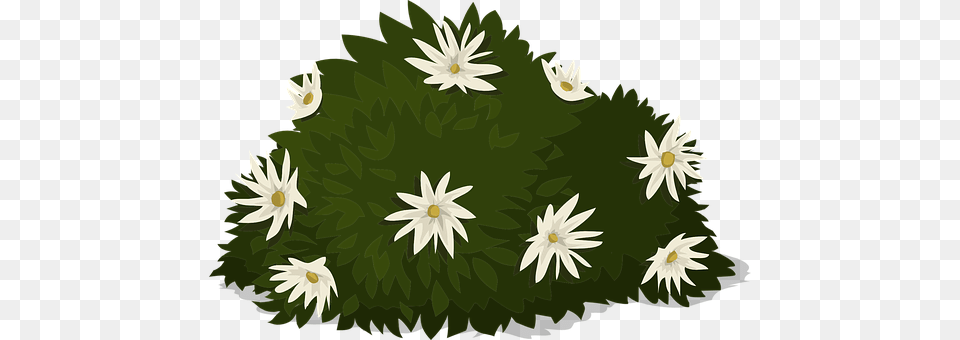 White Daisy, Flower, Plant, Green Png Image
