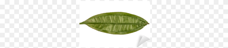 White, Leaf, Plant, Herbal, Herbs Png Image