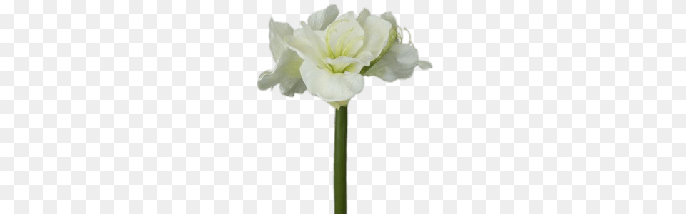 White Amaryllis, Anther, Flower, Petal, Plant Free Png