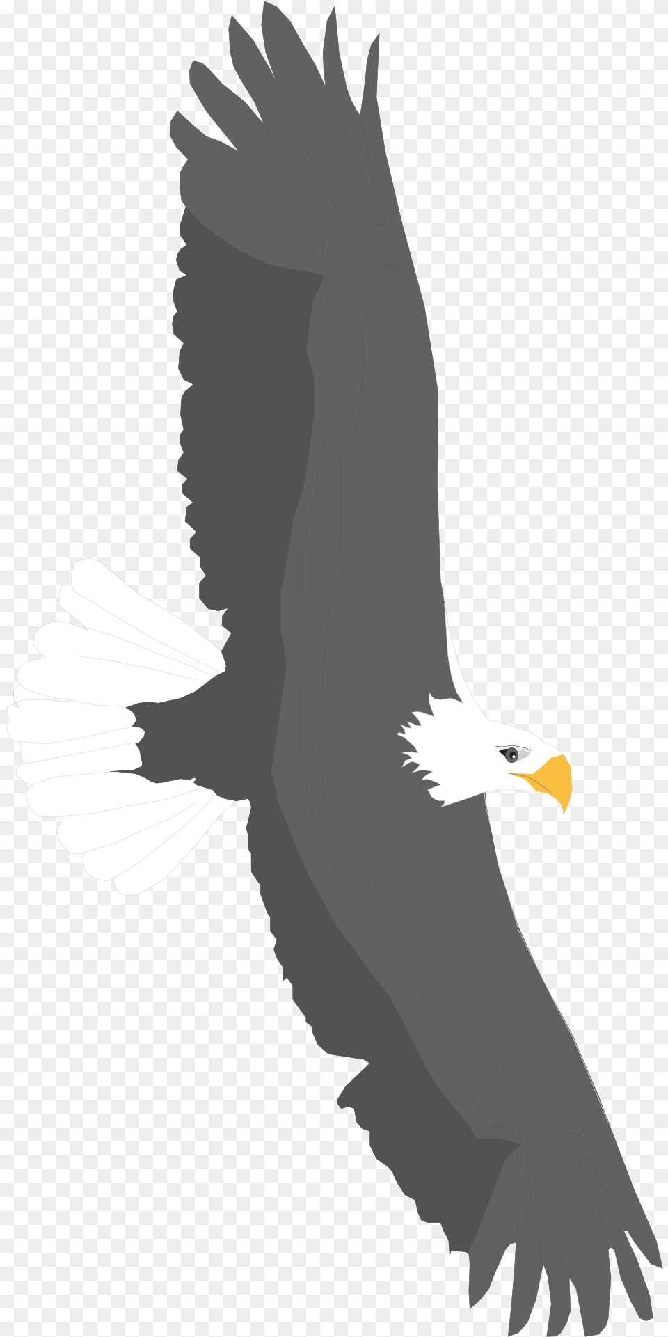 White And Black Eagle Is Flying Clipart Image Bald Eagle, Animal, Bird, Person, Beak Png