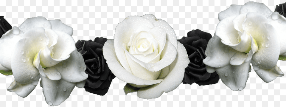 White And Black Flower Crown Transparent Image White Flower Crown, Plant, Rose, Petal Free Png Download