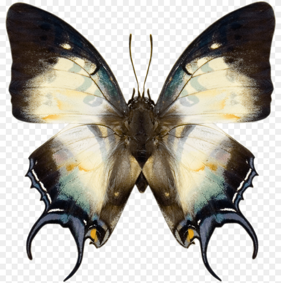 White And Black Moth, Animal, Insect, Invertebrate, Butterfly Free Transparent Png