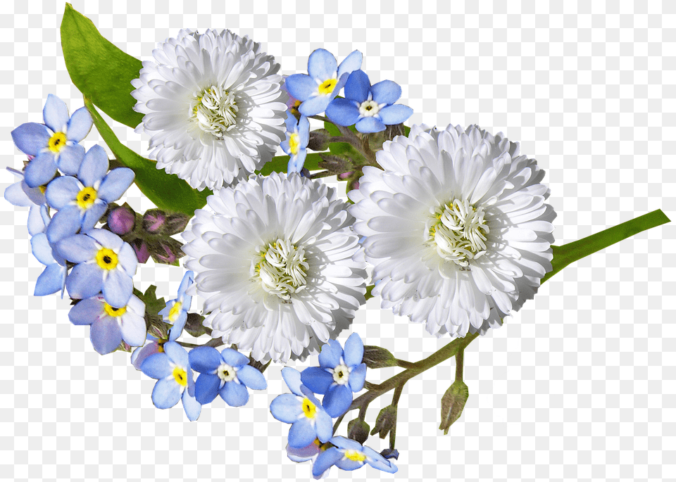 White And Blue Flowers Transparent, Anemone, Daisy, Flower, Petal Png