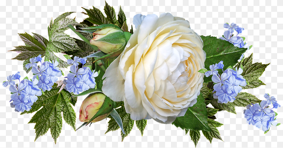 White And Pink Roses, Rose, Plant, Flower Bouquet, Flower Arrangement Png