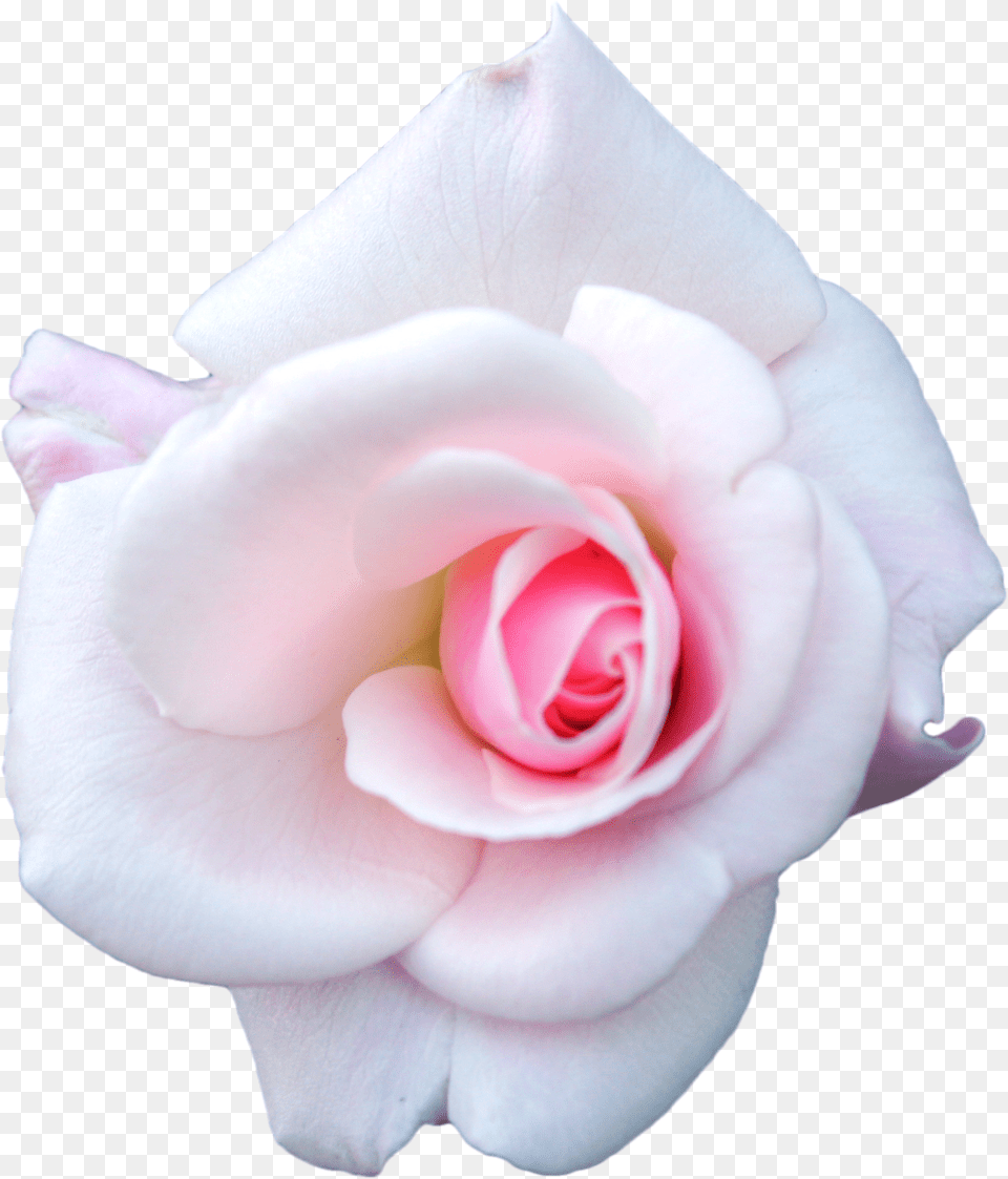 White And Pink Roses Transparent Background, Flower, Plant, Rose, Petal Png Image