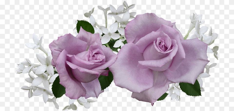 White And Purple Roses Transparent, Flower, Plant, Rose, Flower Arrangement Free Png