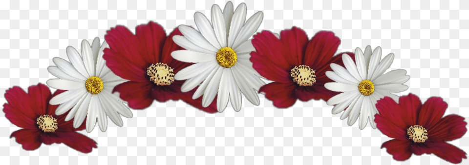 White And Red Flower Crown, Anther, Daisy, Petal, Plant Png