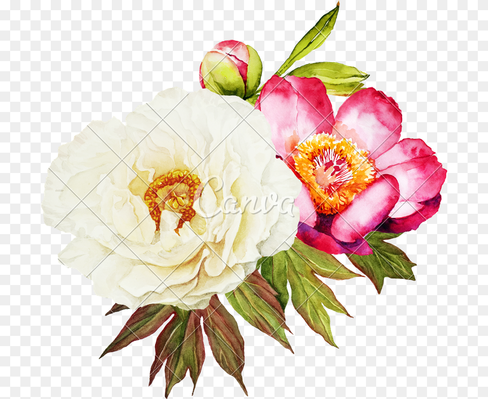 White And Red Peonies Flower, Plant, Ball, Tennis, Sport Free Transparent Png