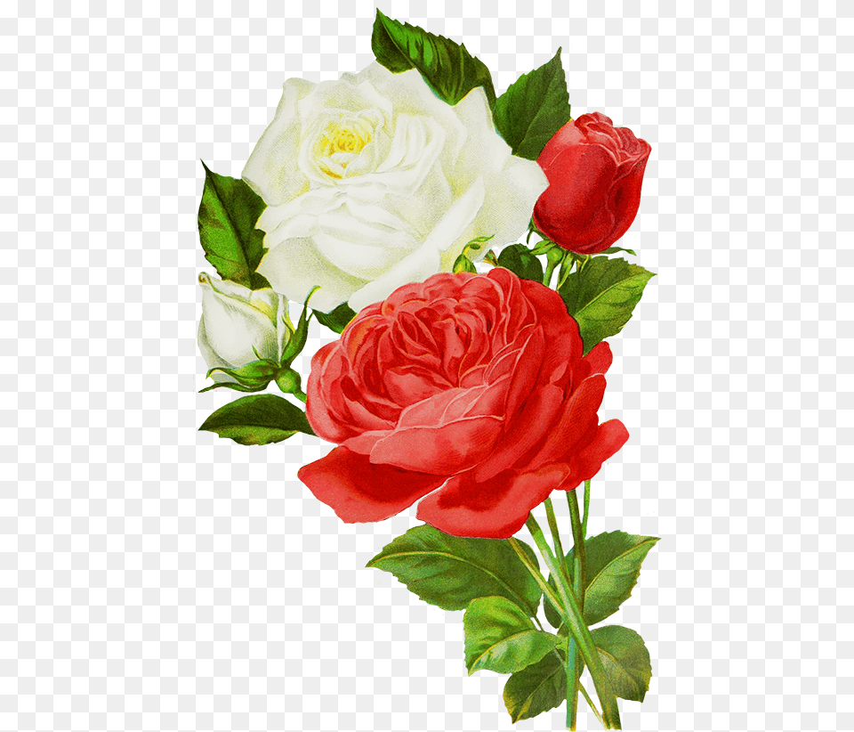White And Red Roses Transparent, Flower, Flower Arrangement, Flower Bouquet, Plant Free Png