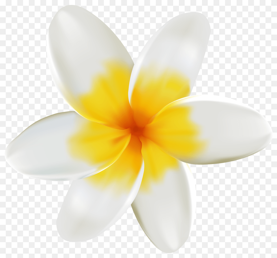 White And Yellow Flower Clipart White And Yellow Flowers Transparent, Petal, Plant, Daisy, Daffodil Png