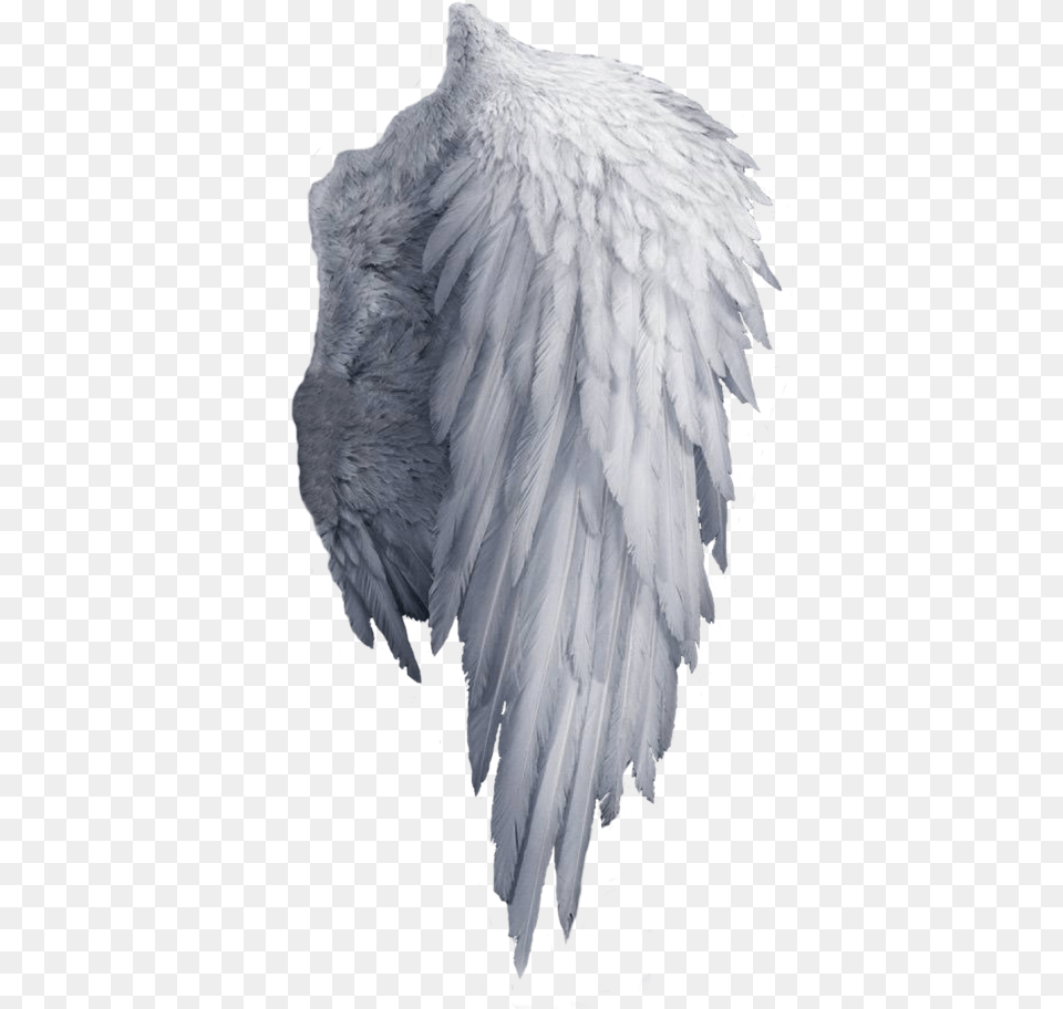 White Angel Wings, Ice, Animal, Bird Png