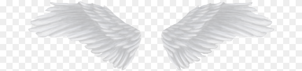 White Angel Wings, Animal, Bird, Flying Png Image