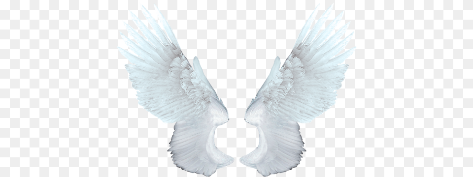 White Angel Wings, Animal, Bird, Flying, Vulture Png