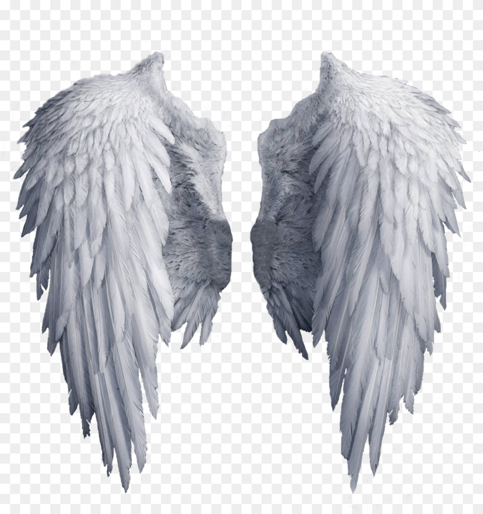 White Angel Wings Angel Wings, Animal, Bird Free Transparent Png